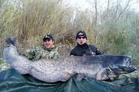 Continuare  - images.jpeg